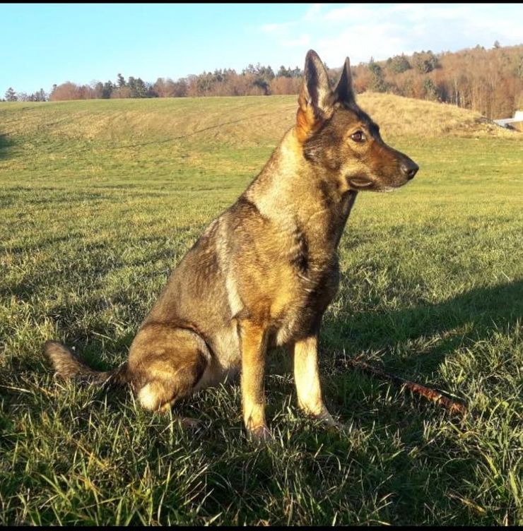 Zena – in liebevoller Erinnerung