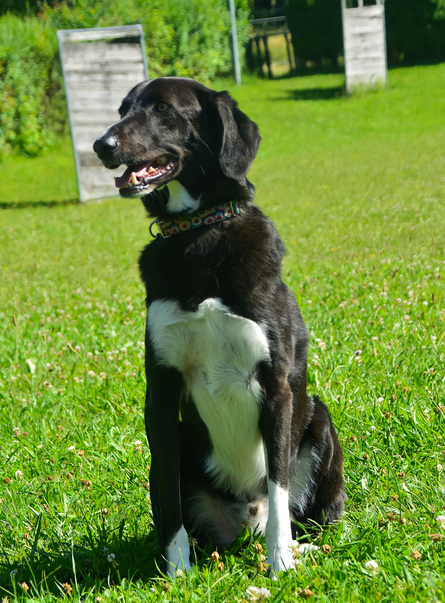 Vereinshund