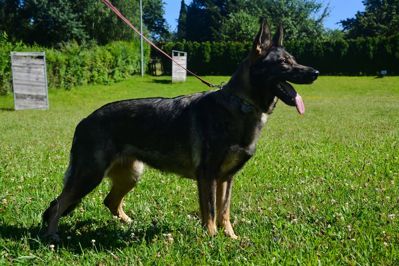 Vereinshund
