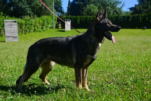 Vereinshund
