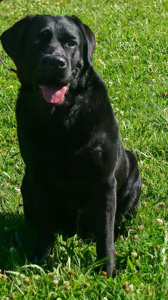 Vereinshund